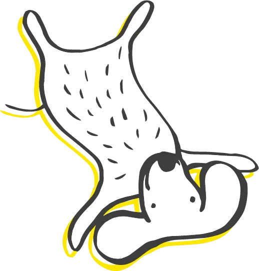perro1-contacto